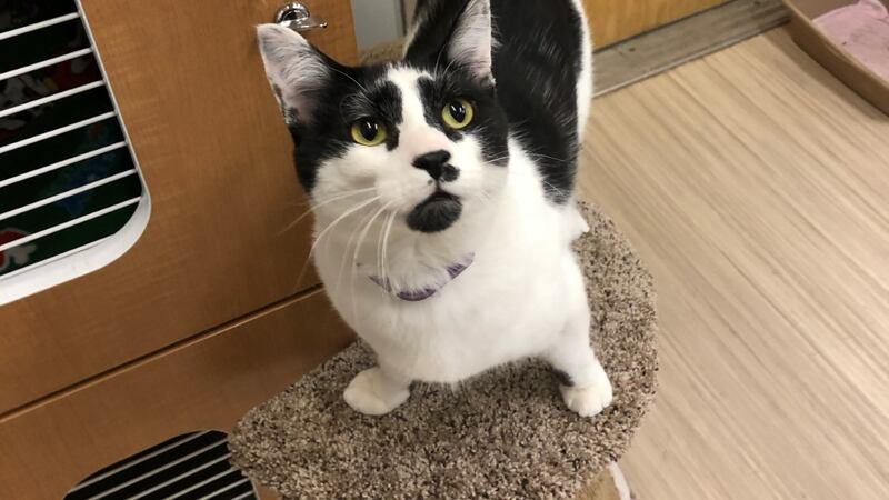 Pet project feature Louie