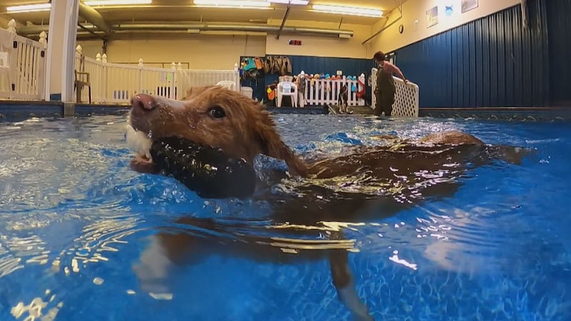 10-year-old Nova Scotia Duck Tolling Retriever, Abby, retrieves a toy from the far end of the...