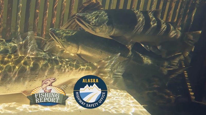 Sockeye salmon prepare to escape the Fish Creek weir.