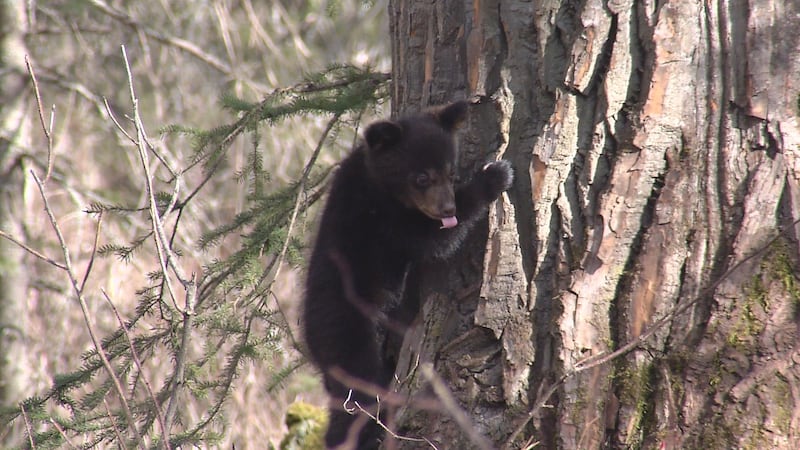Anchorage bears are starting to wake up
