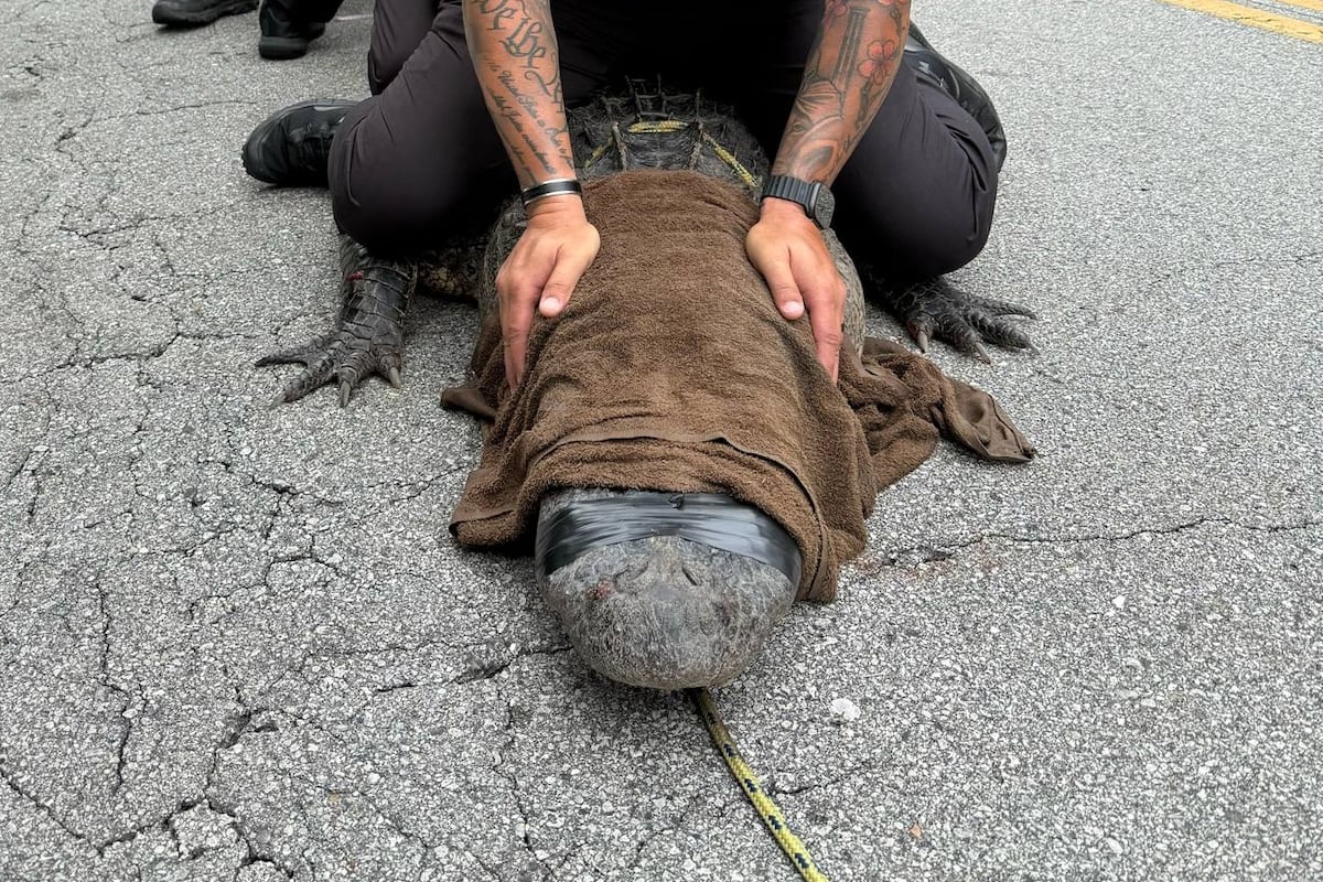 preloaded gallery image